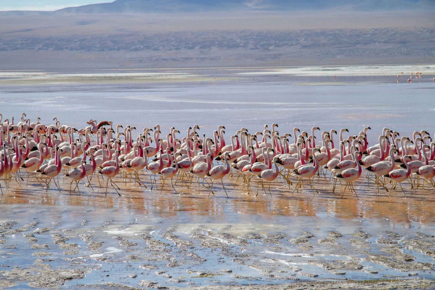 Tour privado de 2 días al Salar de Uyuni y Laguna Colorada