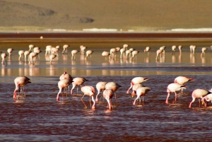 2-tägige private Rundreise von Chile zu den Uyuni Salt Flats