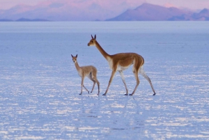 2 jours de voyage privé aller-retour entre le Chili et les plaines salées d'Uyuni