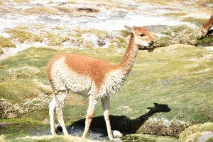 Dwudniowa wycieczka w obie strony z Chile do równiny solnej Uyuni