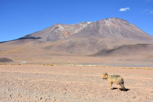 Viaggio di andata e ritorno di 2 giorni dal Cile alle saline di Uyuni