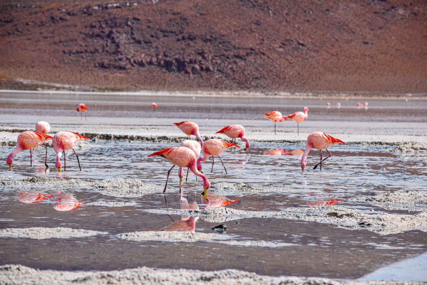 3 Tage Salzwiesen Tour mit Transfer nach San Pedro de Atacama