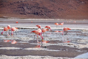 3 Days Salt Flats Tour with Transfer to San Pedro de Atacama