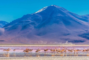 3 dagers saltleilighetstur med transport til San Pedro de Atacama