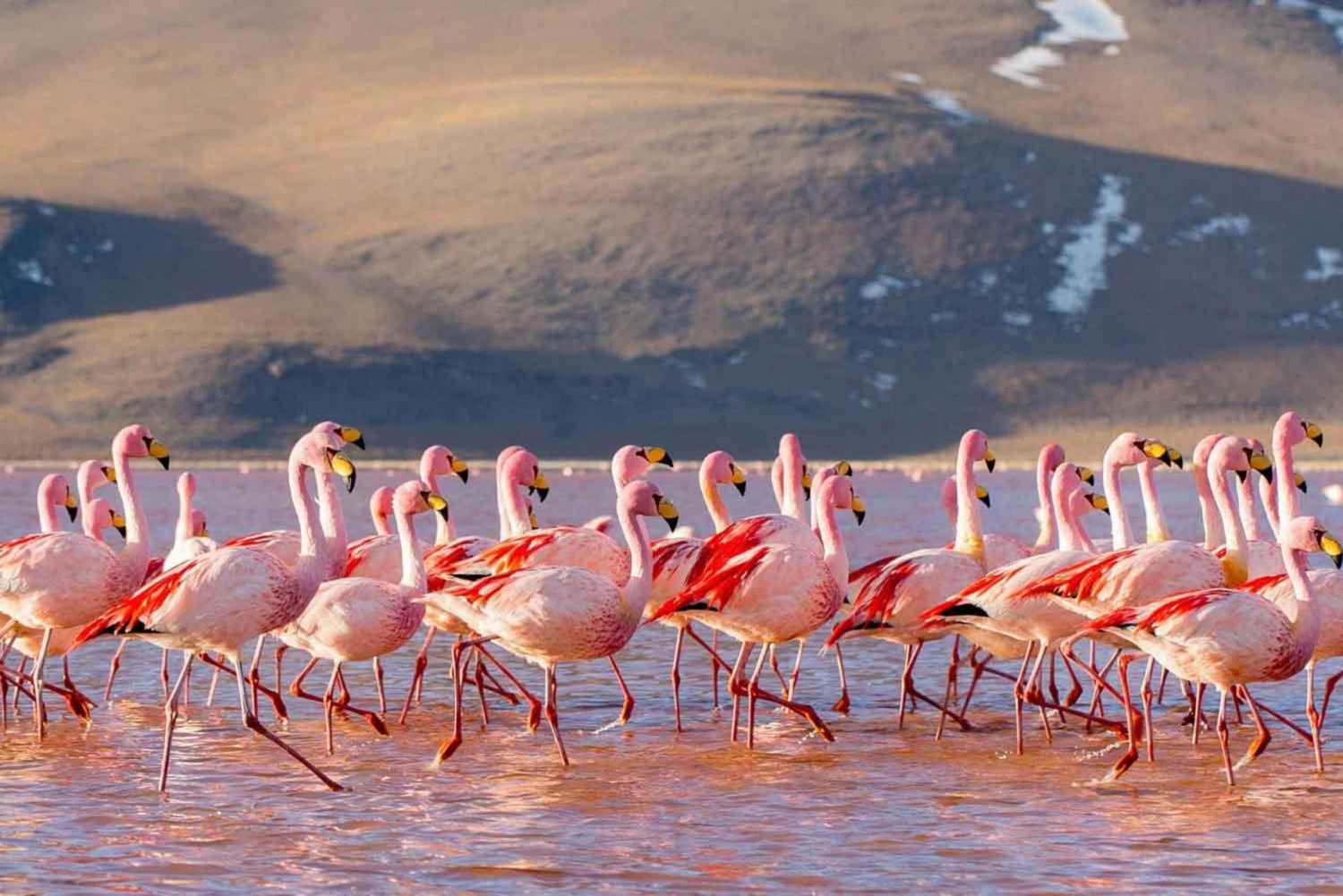 3D/2N OHJELMA SAN PEDRO DE ATACAMA-UYUNI PUOLIKSI JAETTU PALVELU