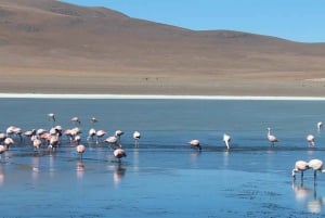 PROGRAMME 3D/2N SAN PEDRO DE ATACAMA-UYUNI SERVICE SEMI-PARTAGÉ