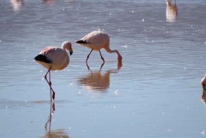 3D/ 2N SAN PEDRO DE ATACAMA- UYUNI YKSITYINEN PALVELU VIP