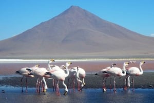 3D and 2N Tour Salar Uyuni ending in Atacama Chile