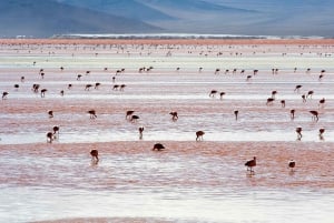 3D-OHJELMA 2N UYUNI - SAN PEDRO DE ATACAMA YHTEISPALVELU