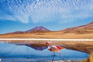 4D/3N SAN PEDRO DE ATACAMA-UYUNI (MENO-PALUU) JAETTU PALVELU