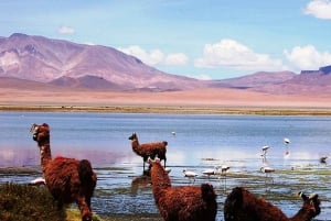 4D/3N SAN PEDRO DE ATACAMA-UYUNI (TUR/RETUR) FÆLLES SERVICE