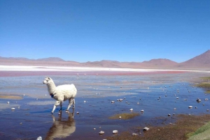 5-daagse bustour naar Uyuni en de Rode Lagune