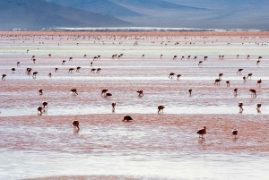 5-dagars rundtur i Uyuni och Röda lagunen