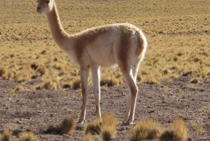 Andean Saltflats heldag med frukost och lunch