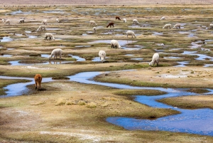 Andean Saltflats heldag med frukost och lunch