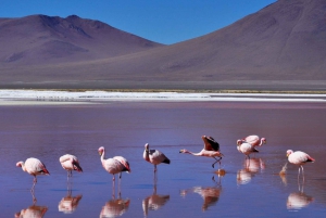 BOLIVIE : DÉSERT DE SEL ET PAYSAGES D'UYUNI 3 JOURS/2 NUITS