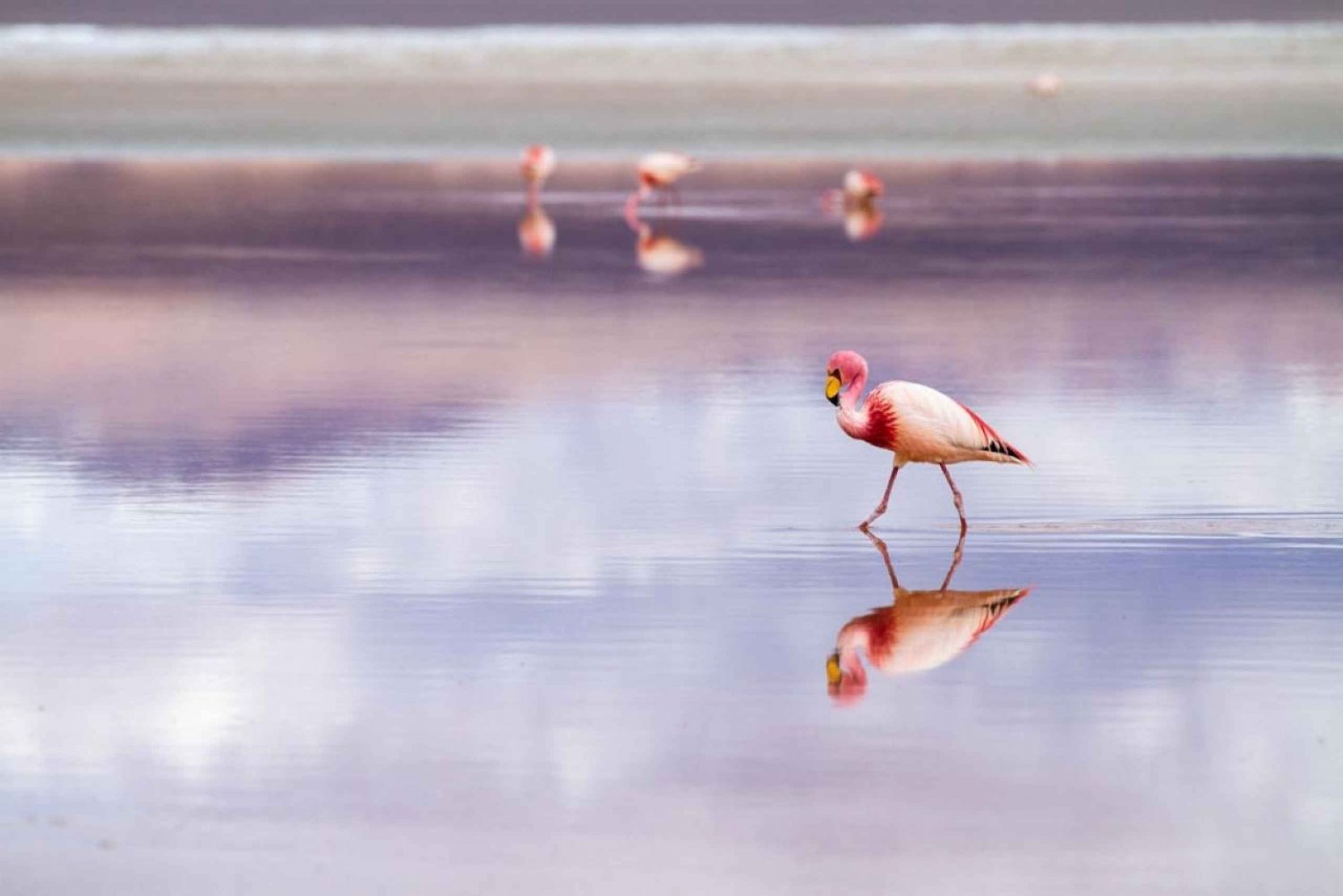 Bolivia: Uyuni saltlägenheter till Tupiza | privat | 4 dagar