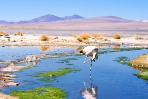 Bolivia: Uyuni saltlägenheter till Tupiza | privat | 4 dagar