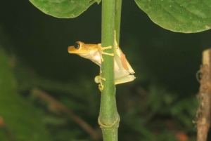 Boliwijska Amazonia: 3 dni, Madidi Nat. Park z drzewami