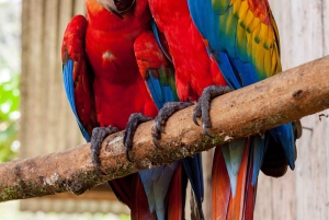 Amazonie bolivienne : 3 jours, Parc Nat. Park avec treetents