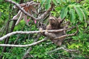 Bolivianska Amazonas: 3 dagar, Madidi Nat. Park med treetents