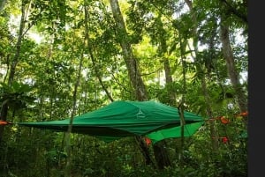 Amazônia boliviana: 3 dias, Madidi Nat. Madidi com árvores