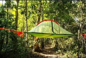 Amazônia boliviana: 3 dias, Madidi Nat. Madidi com árvores