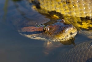 Boliviansk Amazonas: 3 dager, Pampas og Awaisal-samfunnet