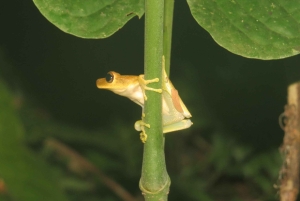Bolivian Amazon: Pampas & Awaisal yhteisö: 3 päivää, Pampas & Awaisal yhteisö