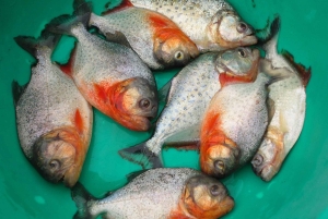 Bolivian Amazon: Pampas & Awaisal yhteisö: 3 päivää, Pampas & Awaisal yhteisö