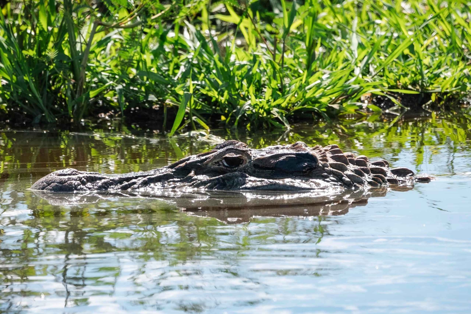 Bolivian Amazon Wildlife & Culture 3-Day Tour: Pampa y Selva