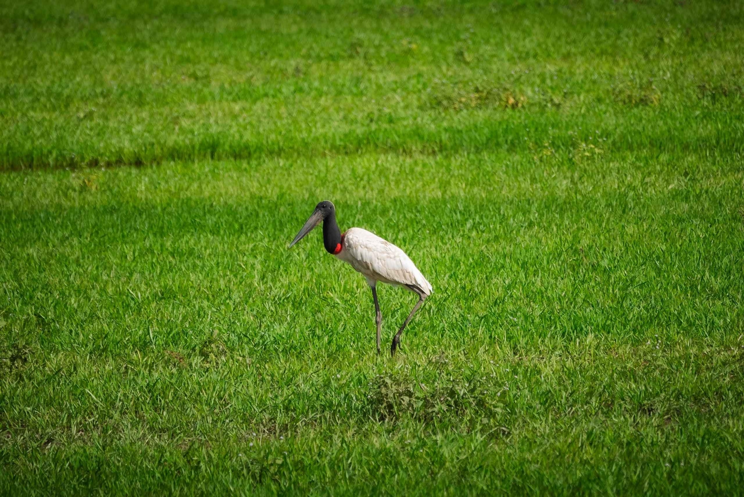 Bolivian Amazon Wildlife & Culture 3-Day Tour: Pampa y Selva