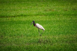 Bolivian Amazon Wildlife & Culture 3-Day Tour: Pampa y Selva