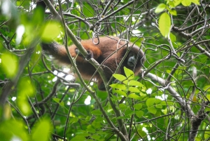Bolivian Amazon Wildlife & Culture 3-Day Tour: Pampa y Selva