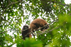 Bolivian Amazon Wildlife & Culture 3-Day Tour: Pampa y Selva