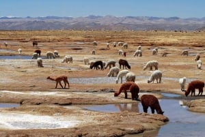 Colca Canyon: 2-dagers tur fra Arequipa til Puno