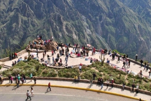 Colca Canyon Tagestour + Transfer nach Puno mit Mahlzeiten