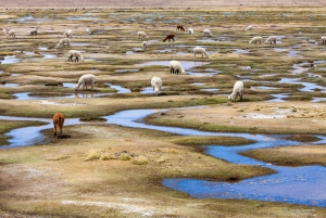 Colca Canyon-utflykt 2 dagar med slut i Puno