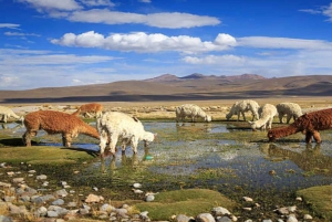 Passeio turístico ao Cânion do Colca 2D1N e traslado a Puno