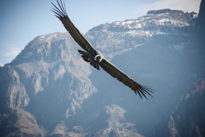 Colca Canyon-tur 2 dager + transport til Puno med måltider