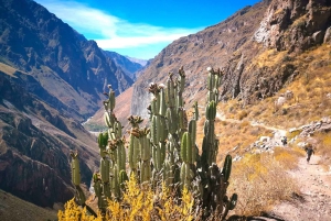 Colca Canyon-tur 2 dage + transfer til Puno med måltider