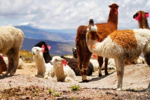 Colca Canyon Trip 2 Days + Transfer to Puno with Meals