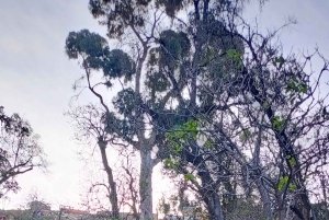 Copacabana, Sun Island 1-dags privat tur