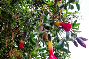 Copacabana, Sun Island 1-dags privat tur