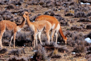 Cusco: Reis Puno, Arequipa per luxe trein Andes Ontdekkingsreiziger