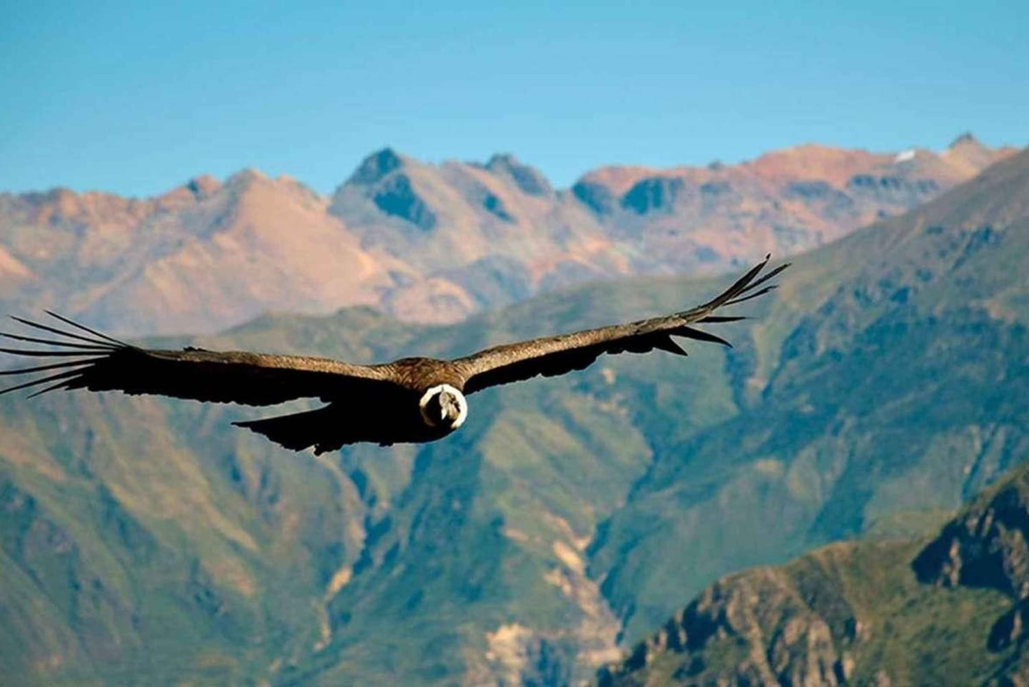 Dagtrip naar de Colca Canyon met aansluiting in Puno