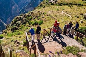 Day trip to the Colca Canyon with connection to Puno