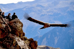 Flight of the condor in Colca 2 days 1 night