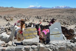 Från Arequipa: 2-dagars Colca Canyon rundtur till Puno