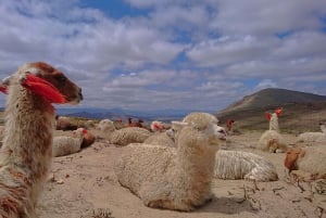 Da Arequipa: tour di 3 giorni al Canyon del Colca e al Lago Titicaca